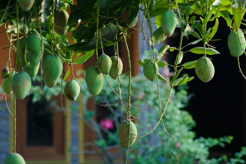 La saison des mangues a commencé au fond du jardin