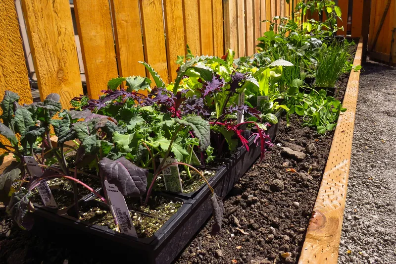 Le jardin créole a repris derrière la citerne